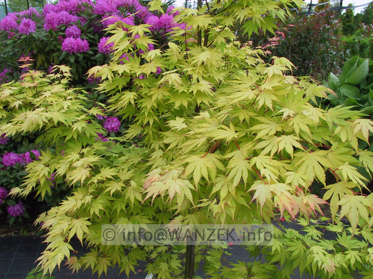 Acer palmatum Orange Dream 03.JPG